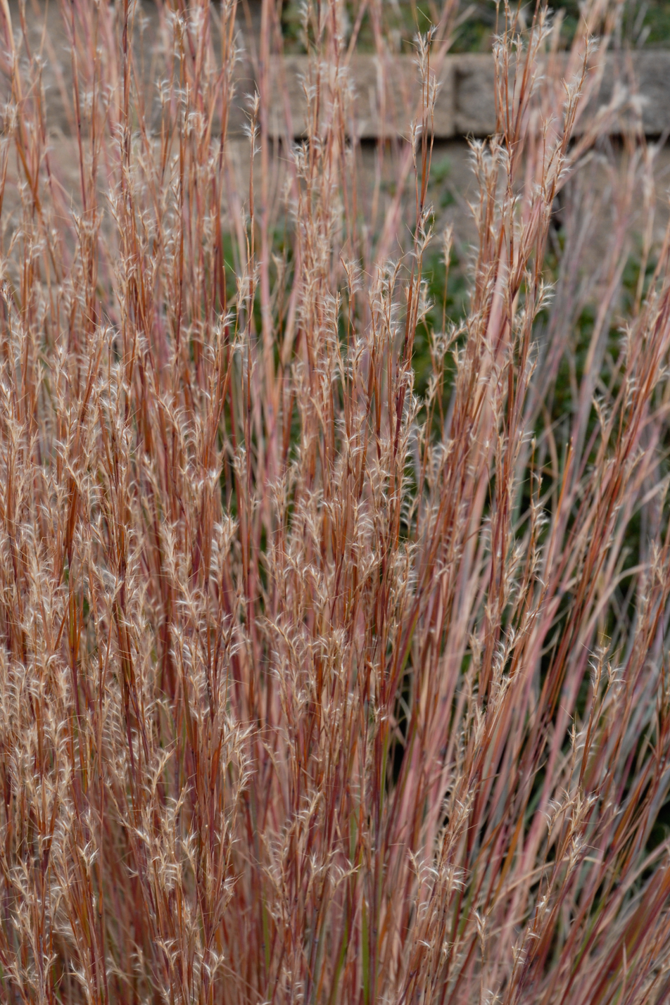 The Blues Little Bluestem